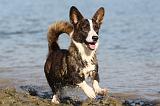 CORGI CARDIGAN 183